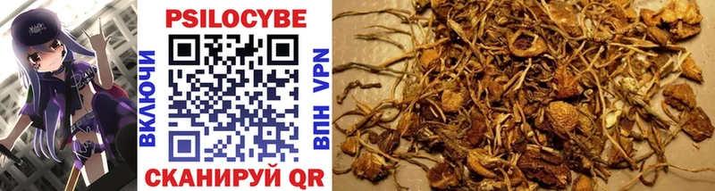 Галлюциногенные грибы Psilocybine cubensis  что такое   Любим 